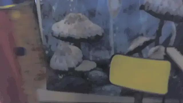 _hellostormy_ — shirt off