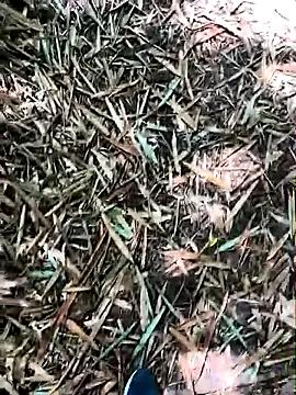 Blanco2023 — Show cum 2